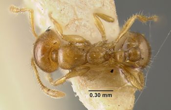 Media type: image;   Entomology 20929 Aspect: habitus dorsal view